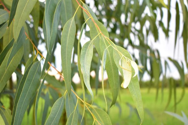 Eucalyptus Leaves for Tea 2.0Oz (56 Grams) - Image 2