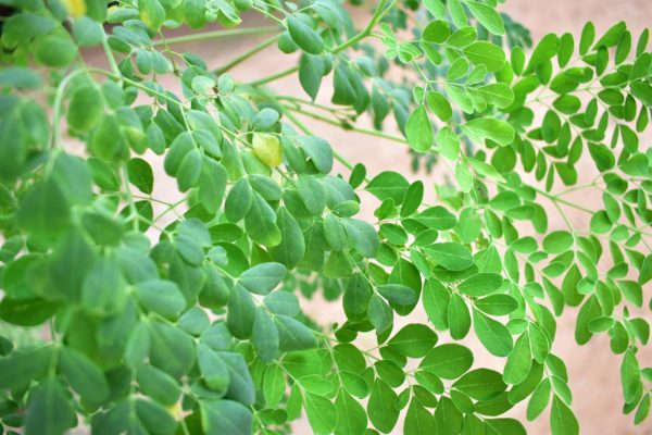 Moringa Leaves