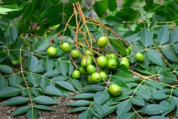 Frest Neem Fruit and Leaves