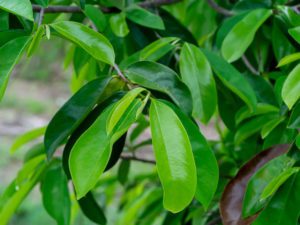 Fresh Soursop Leaves